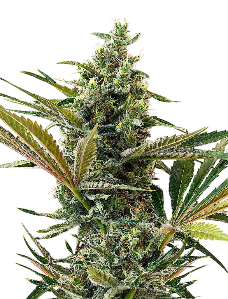 Super Lemon Haze CBD Auto | AUTOFEM | Greenhouse Seed Co.