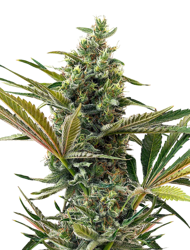 Super Lemon Haze CBD Auto | AUTOFEM | Greenhouse Seed Co.
