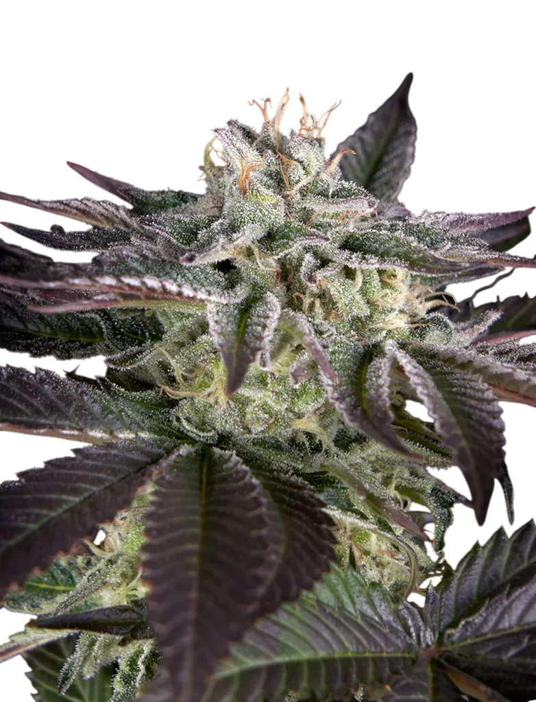 Sweet Valley Kush x Amnesia x Dosidos | PHOTOFEM | Greenhouse Seed Co.