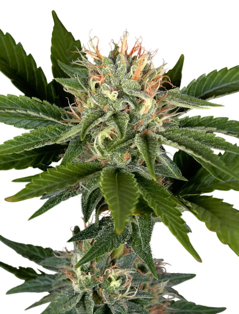 Sweet Valley Kush x California Black Rozé – Produktansicht