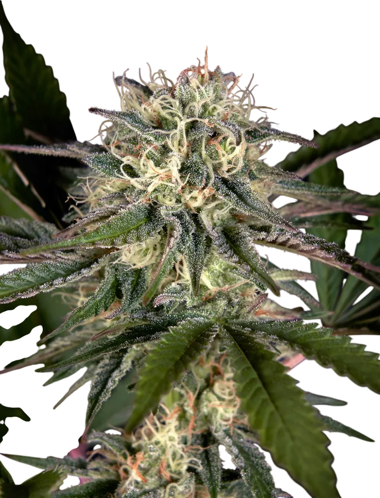 Sweet Valley Kush x Swaziland – Produktansicht