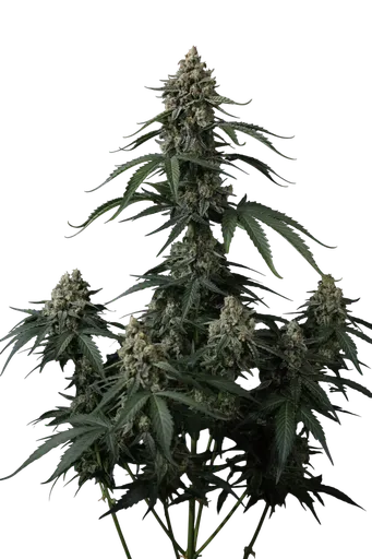 Banana Cherry Cookies Auto