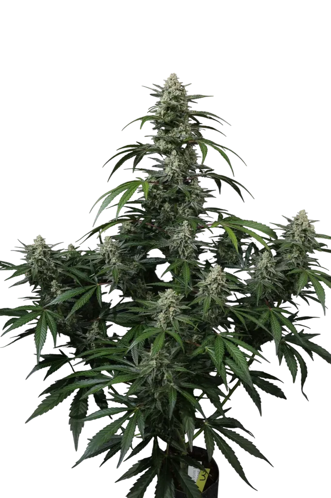 Banana Frost Auto | AUTOFEM | Fast Buds
