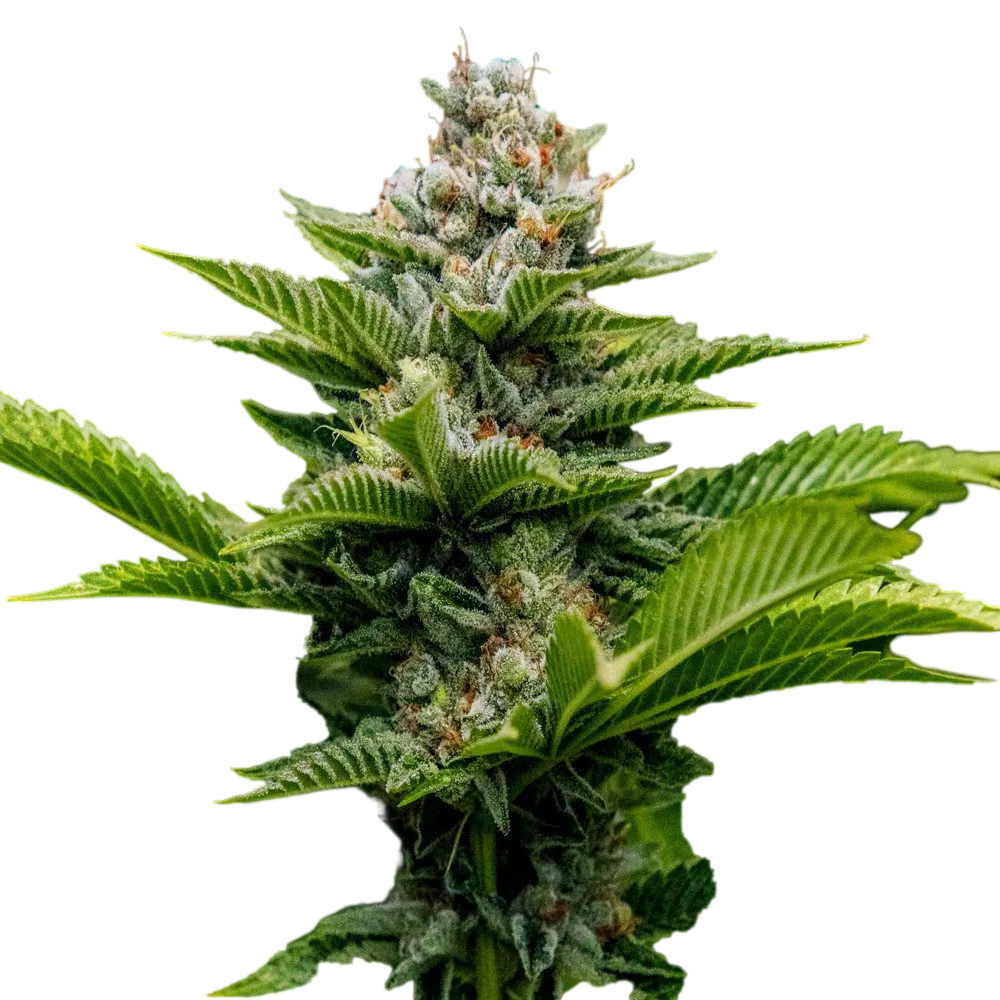 Challah Cake | PHOTOFEM | DNA Genetics