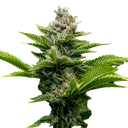 Challah Cake | PHOTOFEM | DNA Genetics