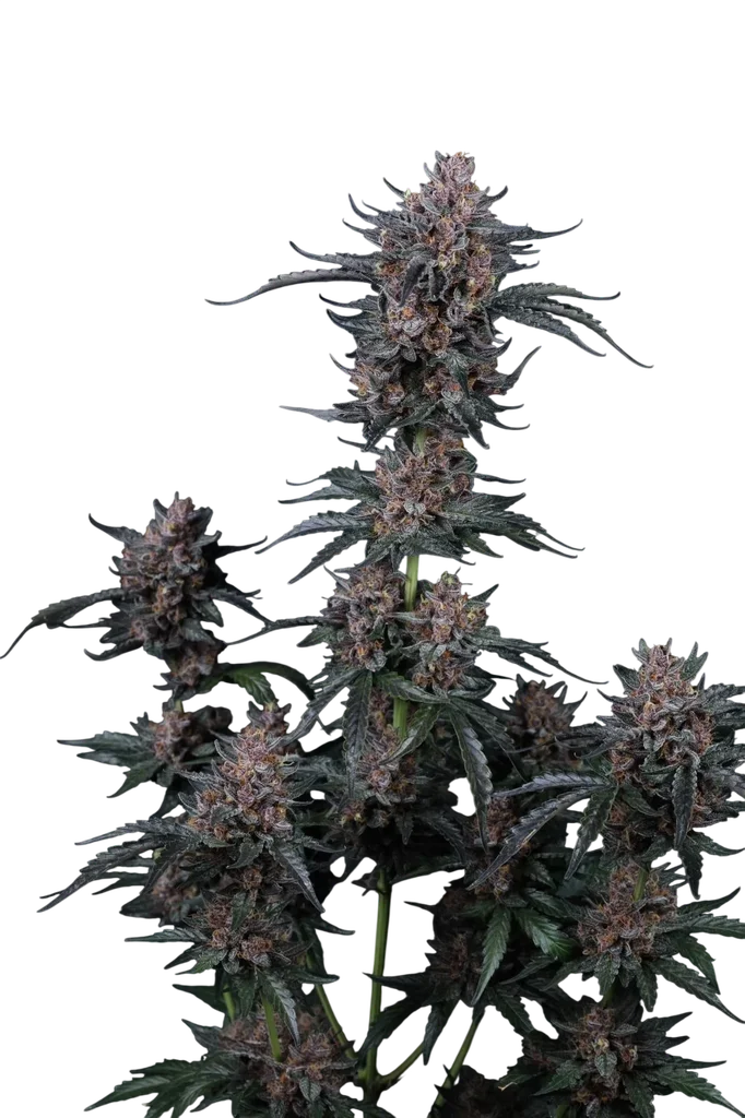 Mango Cherry Runtz Auto | AUTOFEM | Fast Buds