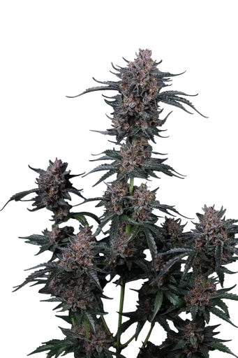 Mango Cherry Runtz Auto