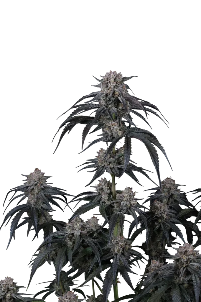 Mango Frost Auto – Produktansicht