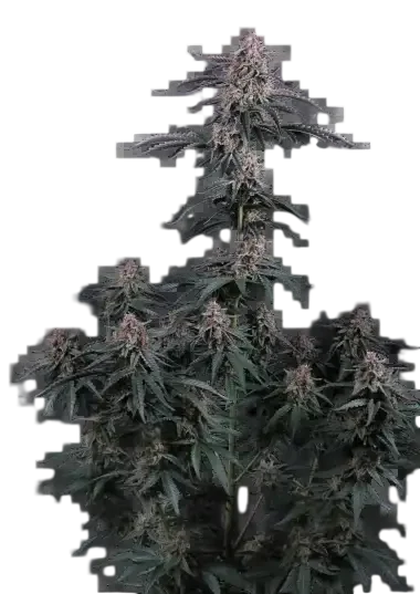 Mendo Cherry Cookies Auto | AUTOFEM | Fast Buds