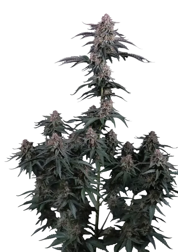 Mendo Cherry Cookies Auto – Produktansicht