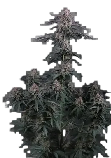 Mendo Cherry Cookies Auto