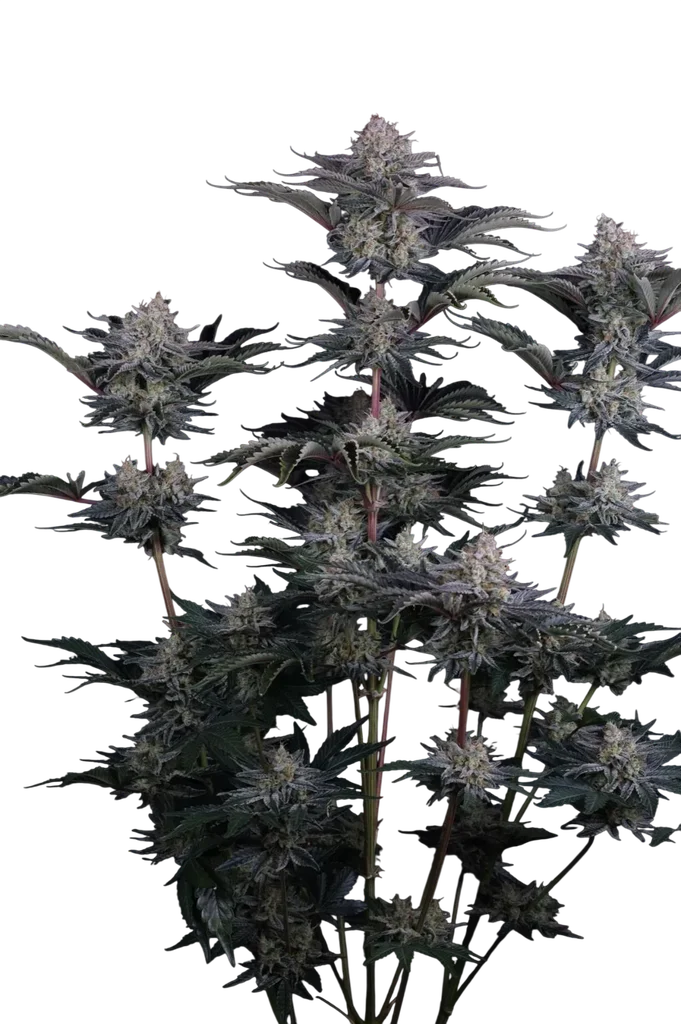 Mendo Frost Auto | AUTOFEM | Fast Buds