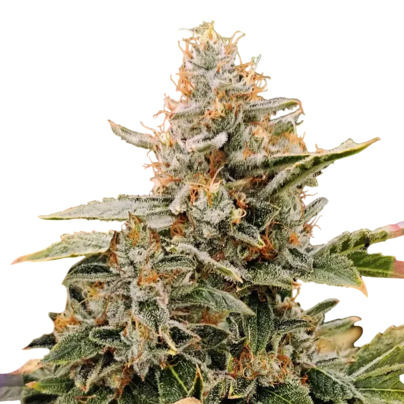 Apple Fritter | PHOTOFEM | Nirvana Seeds