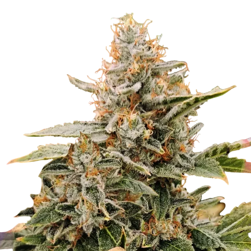 Apple Fritter – Produktansicht