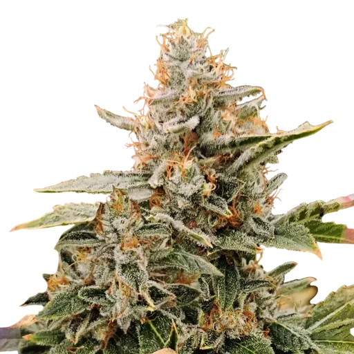 Apple Fritter