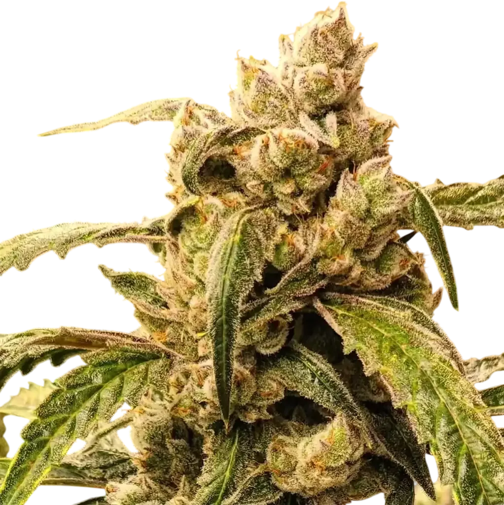 Banana Jealousy IBL AUTO | AUTOFEM | Ethos Genetics