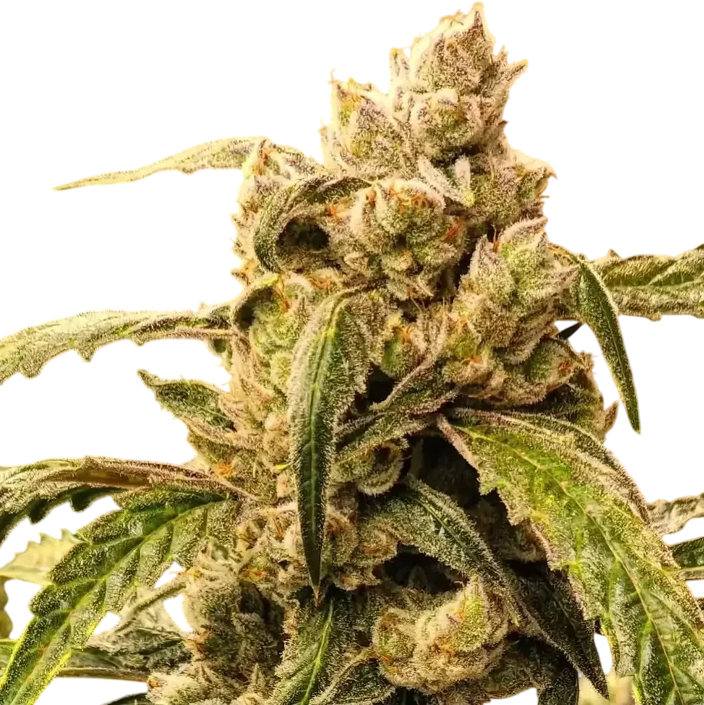 Banana Jealousy IBL AUTO – Produktansicht