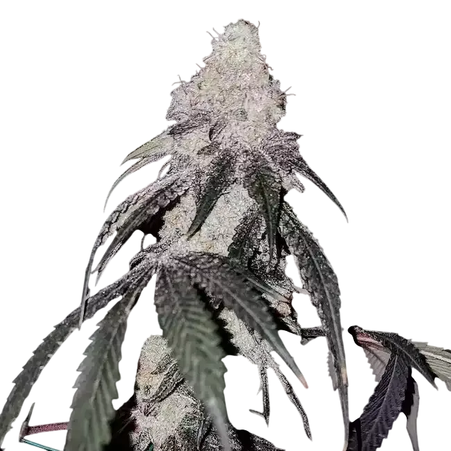 Battle Axe R1 | PHOTOFEM | Ethos Genetics
