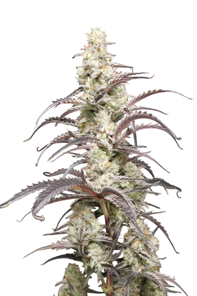 Berry Taboo – Produktansicht