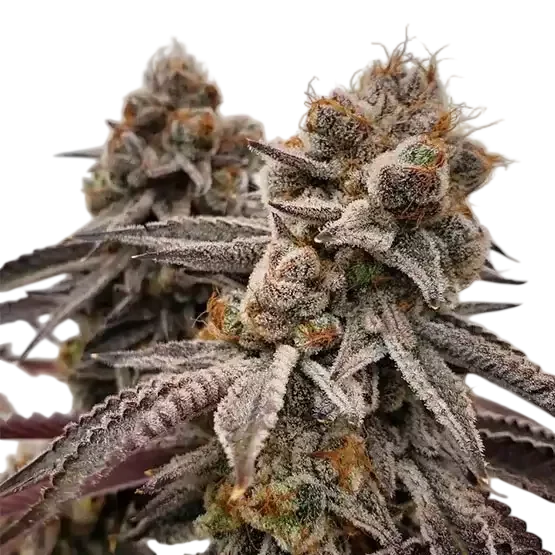 Big Detroit Energy R1 – Produktansicht