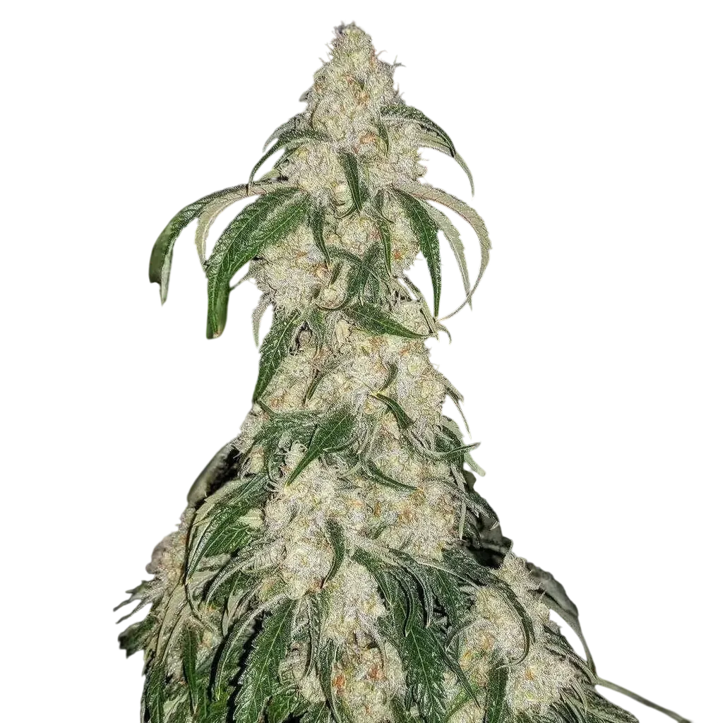 Big Fat n' Fruity R1 | PHOTOFEM | Ethos Genetics