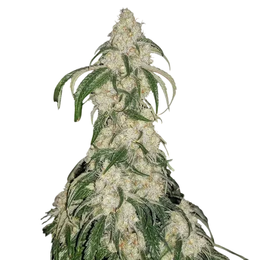Big Fat n' Fruity R1