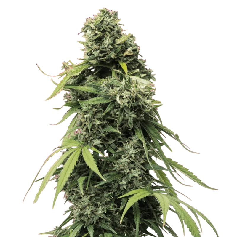 Black Widow – Produktansicht