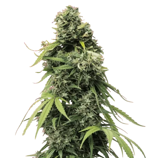 Black Widow