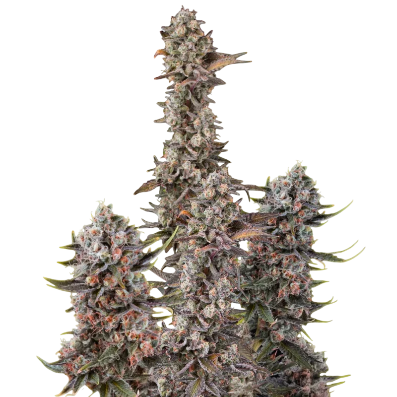 Blue Mystic Auto – Produktansicht