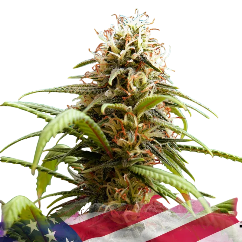 Bruce Banner | PHOTOFEM | Nirvana Seeds