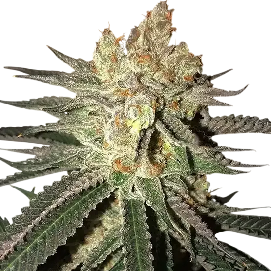 Citral Flo BX1 | PHOTOREG | Ethos Genetics