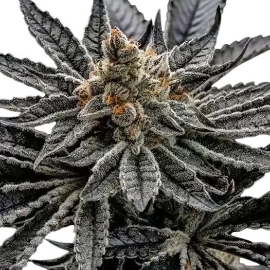 End Game R2 | PHOTOFEM | Ethos Genetics