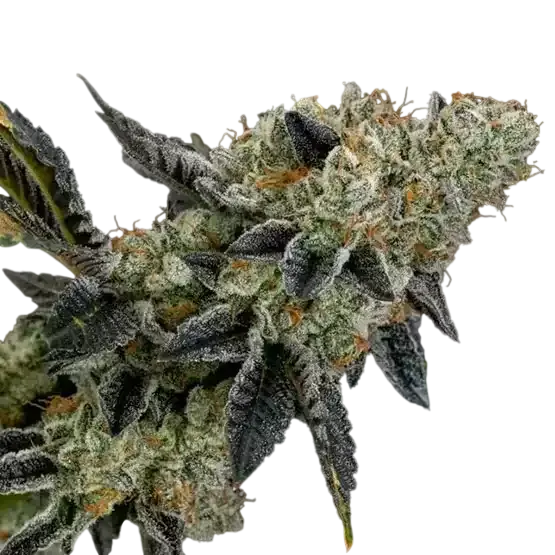 End Game RBX EC #4 Line | PHOTOFEM | Ethos Genetics