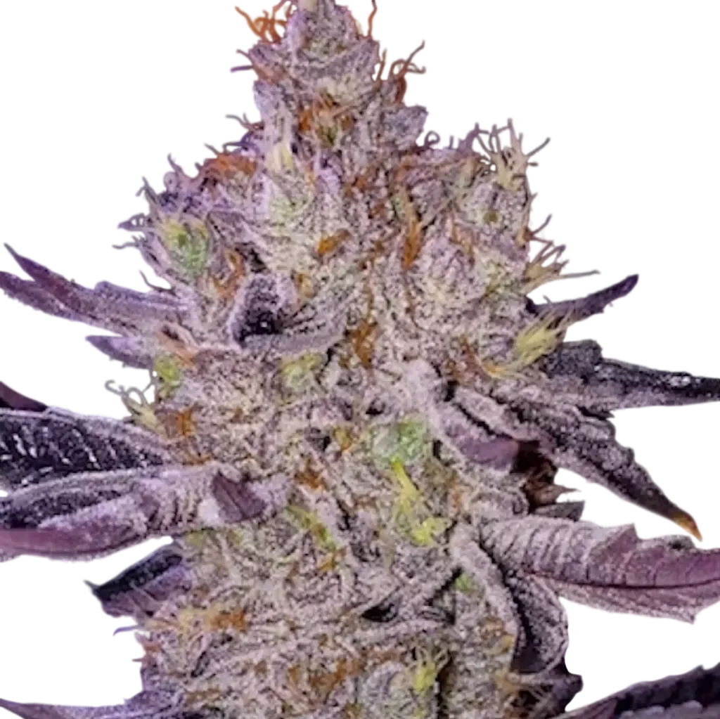 Ethos Apex F-1 | PHOTOREG | Ethos Genetics