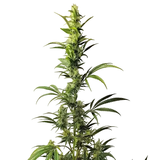 Ethos Haze IBL | PHOTOFEM | Ethos Genetics