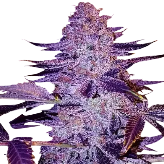 Forbidden Zkittlez BX2 – Produktansicht