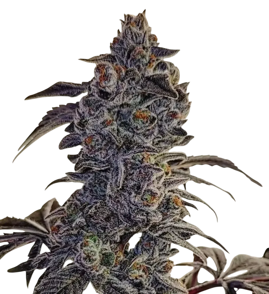 Fuego'Z R1 | PHOTOFEM | Ethos Genetics