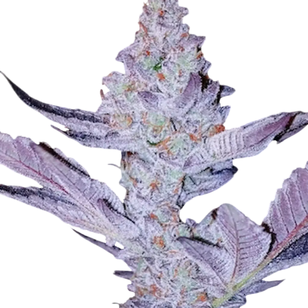 GMO Zkittlez F1 | PHOTOREG | Ethos Genetics
