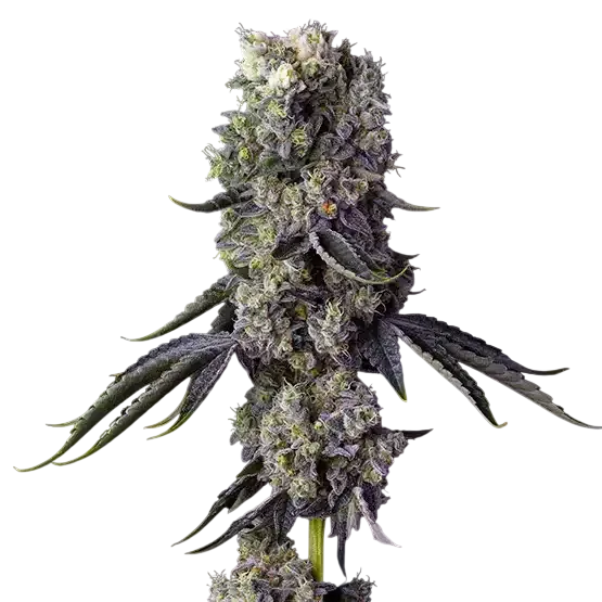 Grandpa’s Cookies R1 | PHOTOFEM | Ethos Genetics