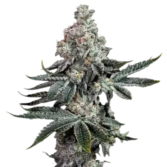Grandpa's Cookies R2 V1 | PHOTOFEM | Ethos Genetics