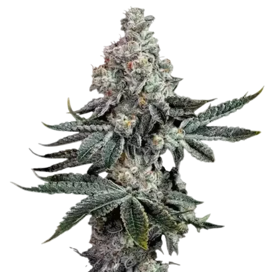 Grandpa's Cookies R2 V1 | PHOTOFEM | Ethos Genetics