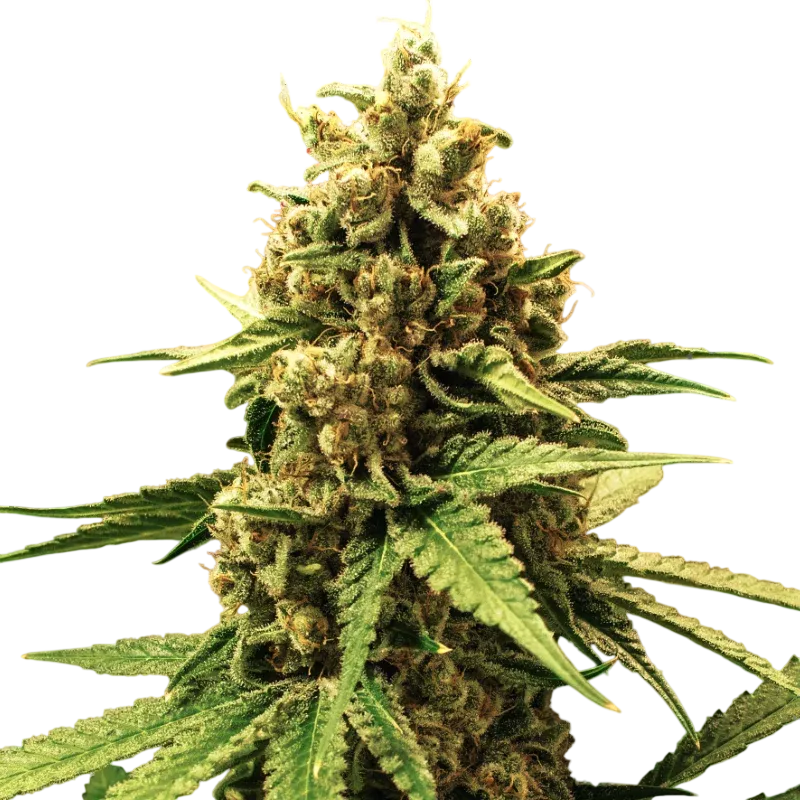 Great White Shark | PHOTOFEM | Nirvana Seeds