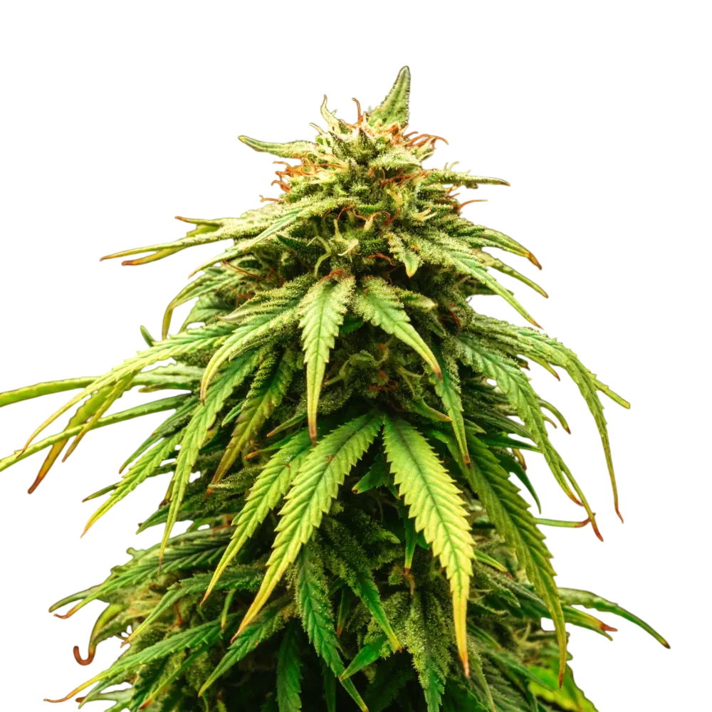 Green Crack | PHOTOFEM | Nirvana Seeds
