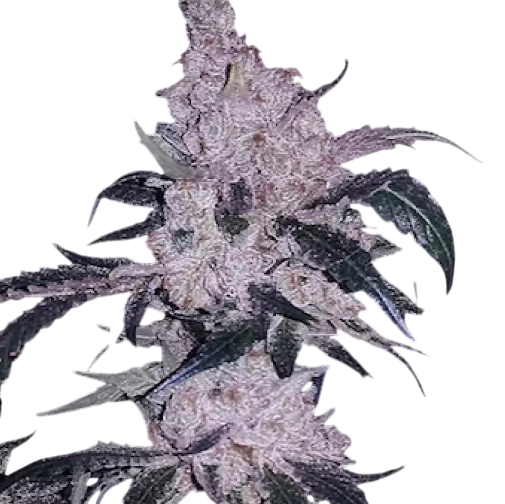 Headband Cookies BX1 – Produktansicht