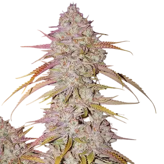 Lemon OG Haze F-4 – Produktansicht