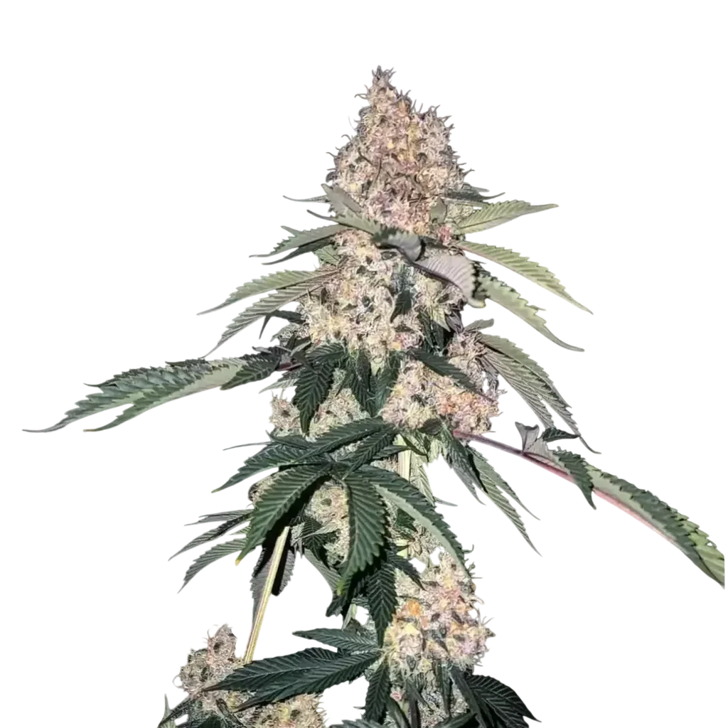 Lemon Whhip Haze (SLH IBL B Line) – Produktansicht