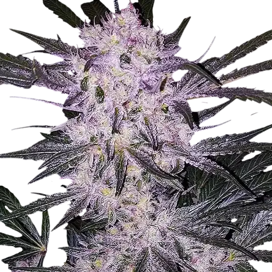 Lilac Cookies BX2 | PHOTOREG | Ethos Genetics