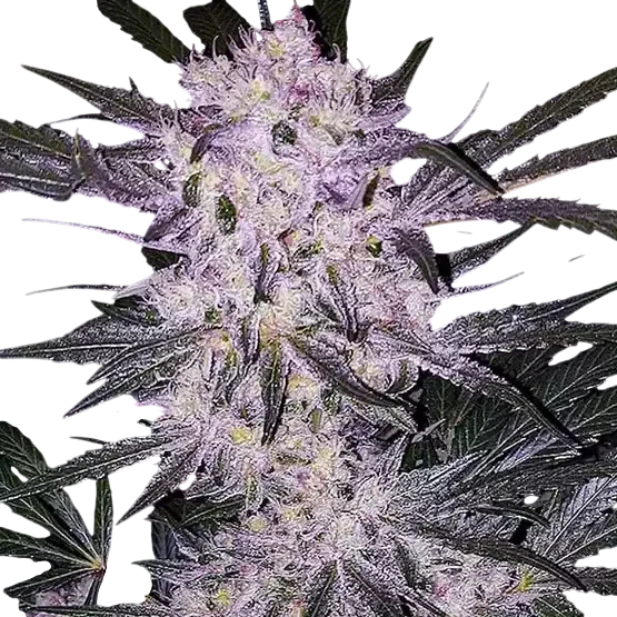 Lilac Cookies BX2 – Produktansicht