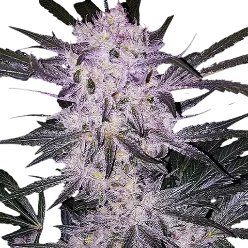 Lilac Cookies BX2