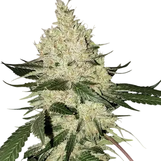 Lilac Diesel BX4 | PHOTOREG | Ethos Genetics